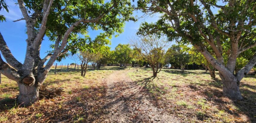 Excelente Chácara com 2 hectares, com córrego, Bem Localizada, na Região do Café sem Troco, no Paranoá DF.