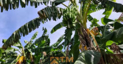 CHÁCARA DE 2.5 HECTARES NO CAFÉ SEM TROCO. 1° CASA COM 2 QUARTOS, SALA, COZINHA E BANHEIRO. 2° CASA COM 4 QUARTOS SENDO 2 SUÍTES, SALA, COPA, COZINHA, BANHEIRO SOCIAL, ÁREA DE SERVIÇO, VARANDA NA LATERAIS.