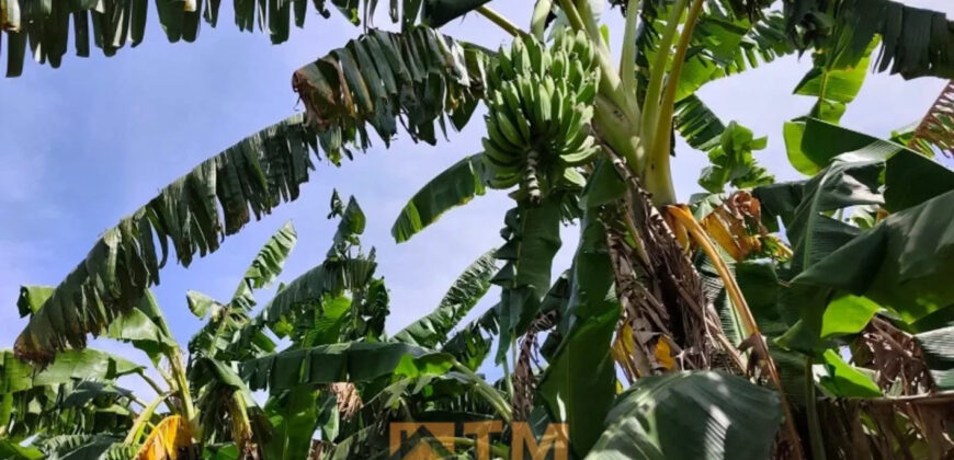 CHÁCARA DE 2.5 HECTARES NO CAFÉ SEM TROCO. 1° CASA COM 2 QUARTOS, SALA, COZINHA E BANHEIRO. 2° CASA COM 4 QUARTOS SENDO 2 SUÍTES, SALA, COPA, COZINHA, BANHEIRO SOCIAL, ÁREA DE SERVIÇO, VARANDA NA LATERAIS.